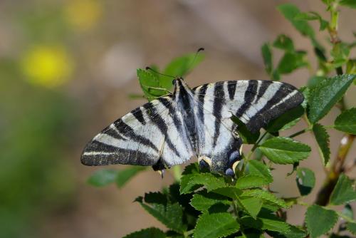 Réf. 289 647 : Iphiclides feisthamelii